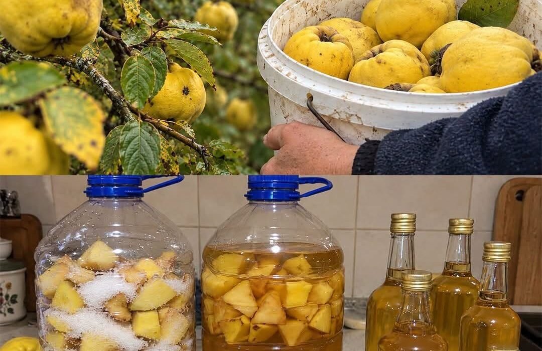 Licor casero de membrillo: la bebida dorada del otoño.